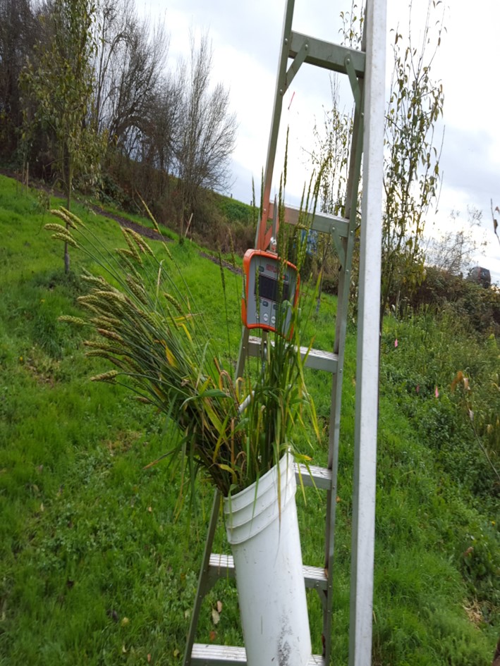 Wireworm Control with Organic Fertilizer KPU.ca Kwantlen